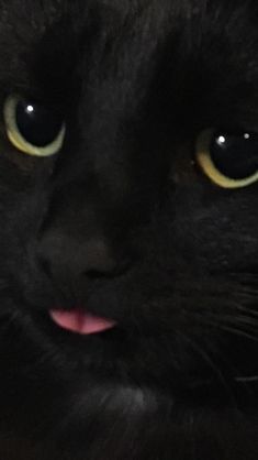 zoomed in black cat, black cat, bombay cat, dog, snout, whiskers, cat, pet, kitten, portrait, mammal, eye, animal, fur, whisker, domestic, one, grey, furry, cute A Black Cat, A Black, Black Cat, Yellow, Pink, Black, Art