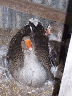 two birds are sitting on the ground in some hay and one bird is looking at the camera