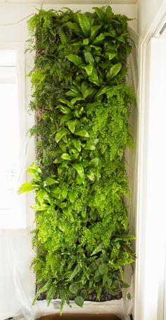 an indoor vertical planter with green plants growing on it