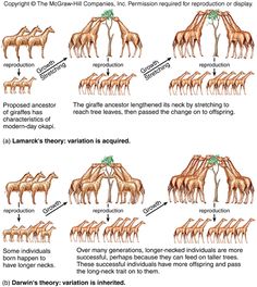 giraffes and other animals are shown in this diagram, which shows the different stages