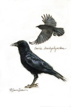 two black birds flying next to each other on a white background with words written below