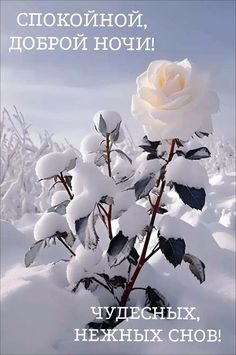 a white rose is covered in snow with the words, russian prove about love and affection