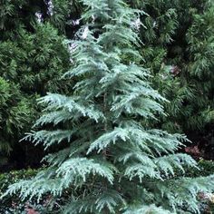 an evergreen tree in the middle of some bushes