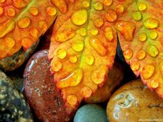 some rocks and leaves with water drops on them