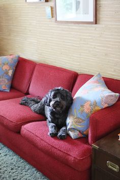 a black dog laying on top of a red couch