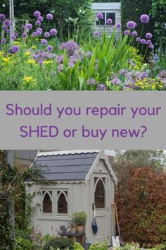 a garden with purple flowers and an old shed in the foreground that says should you repair your shed or buy new?