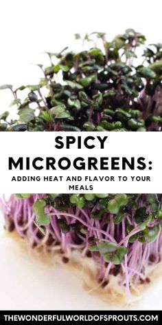 the words spicy microgreens adding heat and flavor to your food is shown above an image of purple sprouts