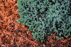 a close up view of some green plants in the dirt and mulch on the ground