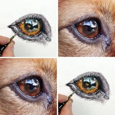 the process of drawing an animal's eye with colored pencils