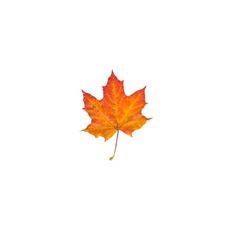 an orange maple leaf floating in the air