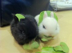 two black and white rabbits sitting next to each other on top of a wooden table