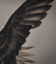 a black bird with its wings spread out in front of a white wall and ceiling