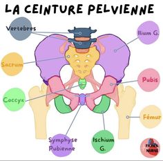 an image of a diagram of the human body with words in french and english on it