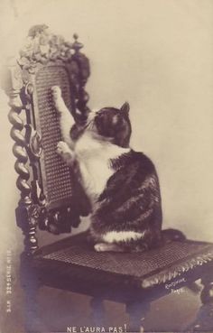 a black and white cat sitting on top of a chair with its paws in the air