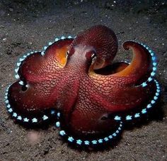 an octopus is sitting on the sand with its head turned to look like it's looking