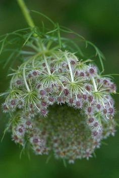 some very pretty white flowers on a green plant with lots of tiny buds in the center