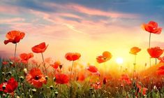 red poppies in the field at sunset