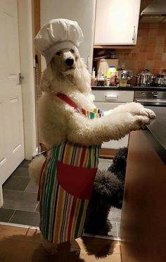 a white dog wearing a chef's hat and apron standing on its hind legs