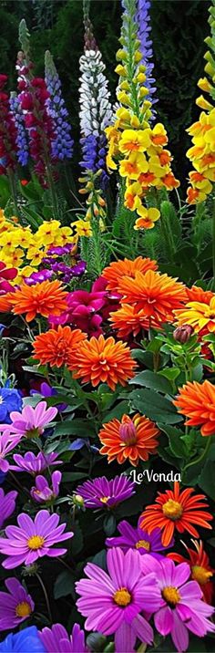 many colorful flowers are growing in the garden