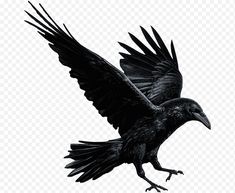 a black bird flying in the air with its wings spread