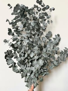 a person holding up a bunch of leaves on a white wall in front of them