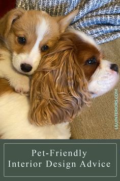 two puppies cuddling on top of each other with the caption pet - friendly interior design advice