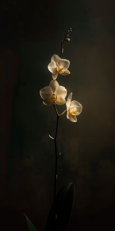 simple orchid against a dark background with rembrandt lighting, soft yellow glow --v 6 Orchid Background Wallpapers, Black Flower Wallpaper Iphone, Orchid Wallpaper Aesthetic, Simple Dark Wallpaper, Orchid Flower Aesthetic, Orchids Aesthetic, Dark Theme Wallpaper, Nocturnal Flowers, Orchids Wallpaper