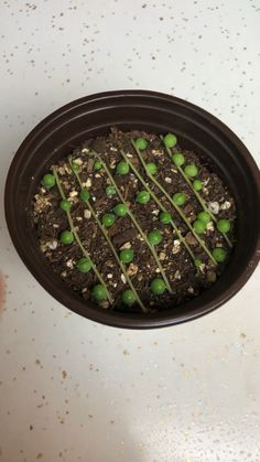 a potted plant with green sprouts growing out of the soil in it