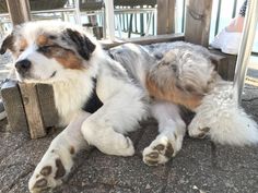 a dog laying down on the ground next to a wooden table and chair with it's legs spread out