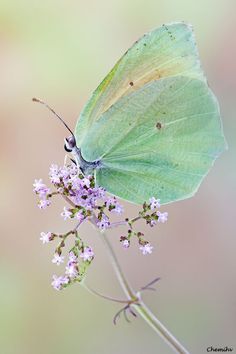 a green butterfly with the words you are free to fly on it's wings