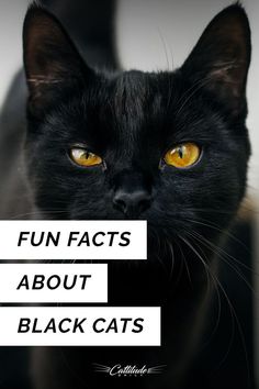 a black cat with yellow eyes and the words fun fact about black cats