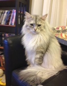 a fluffy cat sitting on top of a black chair in front of a book shelf