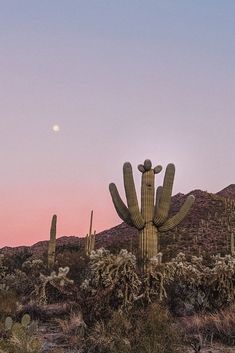 a large cactus in the middle of a desert with mountains in the background at sunset