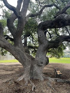 an old oak tree in the middle of a park with a wooden bench underneath it