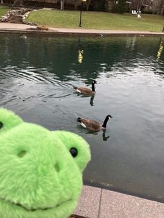 a stuffed animal that is sitting in front of a pond with two ducks and one duckling