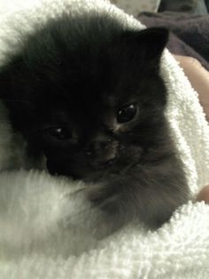 a small black kitten is wrapped in a blanket