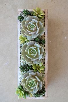 three succulents are arranged in a wooden box