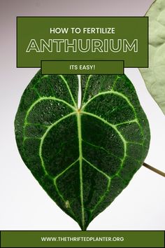 Properly fertilizing your anthuriums is key to lush growth and happy houseplants. Read more to learn how to care for your plants! Homemade Plant Fertilizer, Coffee Grounds As Fertilizer, Orchid Fertilizer, Anthurium Plant, Plants Care, Houseplant Care, Compost Tea