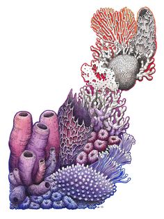 an image of corals and seaweed in watercolor on white paper by artist mark adkins