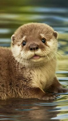 Cute Animals Otter, Small Animal Photography, Pretty Animal Pictures, Cute Tiny Animals, Cutest Animal Photos, Cute Otter Aesthetic, Animals Beautiful Amazing Photos, Otter Habitat