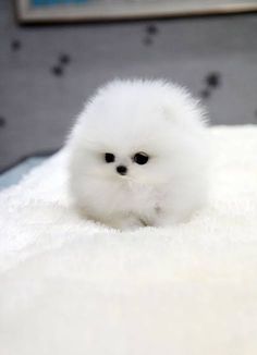 a small white dog sitting on top of a fluffy bed covered in white blankets and pillows