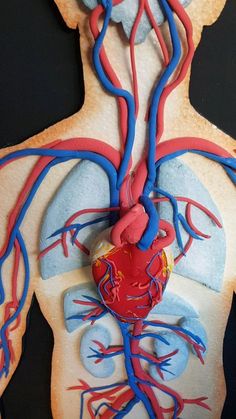 a model of the human body with blood vessels attached to it's heart and lungs