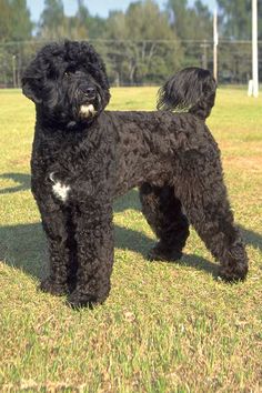 a black poodle standing on top of a lush green field next to a forest