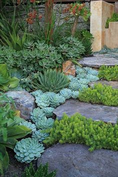 a garden with green plants and rocks