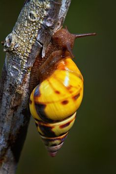 a close up of a snail on a tree branch with it's shell hanging down