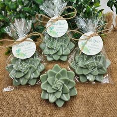 small green succulents wrapped in cellophane and tied with twine