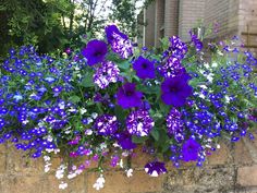 purple and white flowers in a window box on the side of a brick wall outside