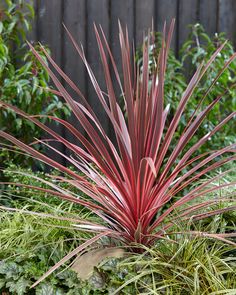 a red plant is in the middle of some green grass and plants are around it