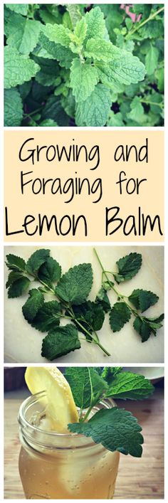 lemon balm with the title growing and foraging for lemon balm in mason jars