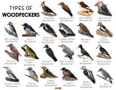 the types of woodpeckers are shown in this poster, with their names